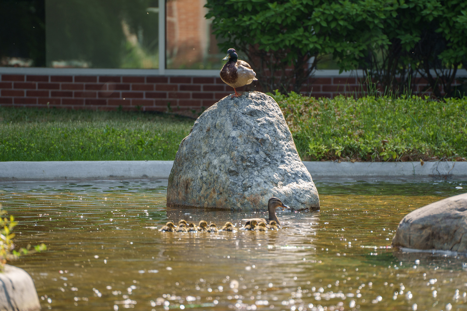 Duck family in the fountain